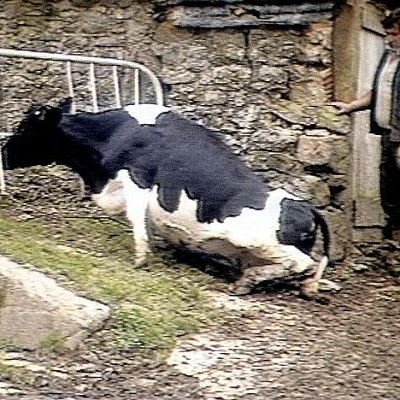 Over four million cows are put to death in the UK in an effort to control Mad Cow Disease (Bovine Spongiform Encephalopathy - BSE) which can be transmitted to humans. The cattle are believed to become infected by eating meat-and-bone meal.